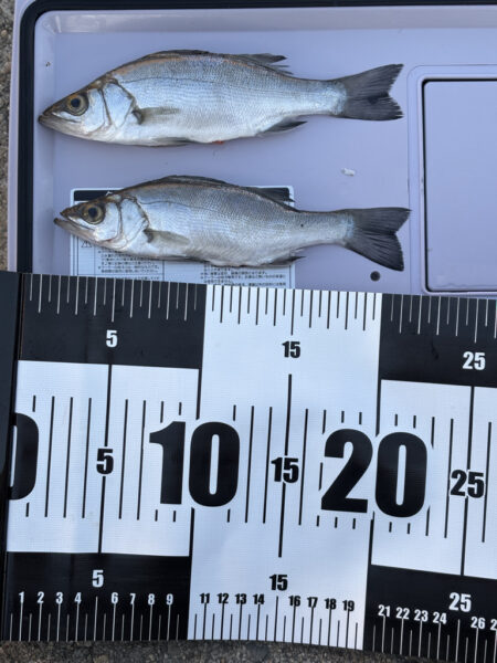 小雨で人がいないしアジもいない