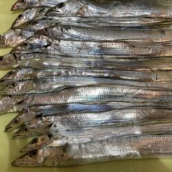 タチウオ 毎流しでヒット&キャッチ