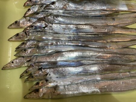 タチウオ 毎流しでヒット&キャッチ