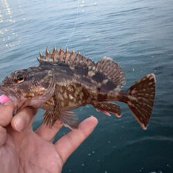 やっぱりこのサイズ楽しい