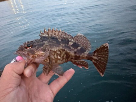 やっぱりこのサイズ楽しい