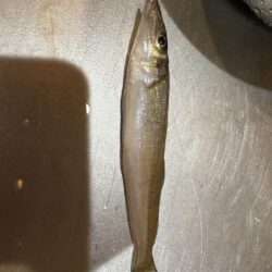 今年70釣行目‼️