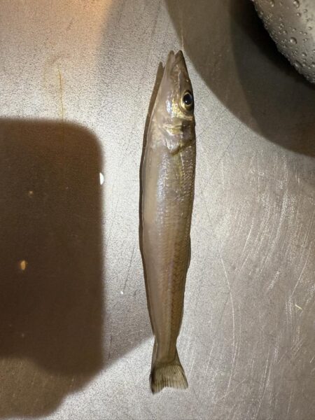 今年70釣行目‼️