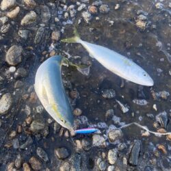 青物爆釣と五目達成