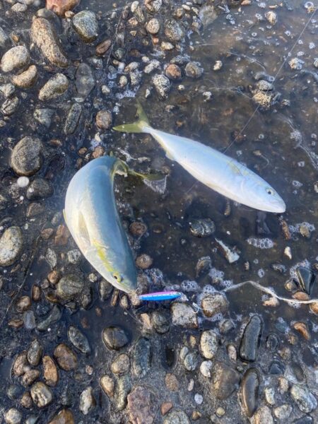 青物爆釣と五目達成