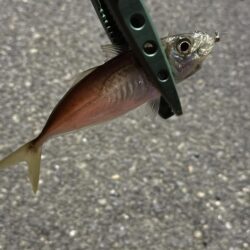 あんまり釣れない
