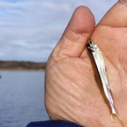 ワカサギ釣り！（貸ボート）