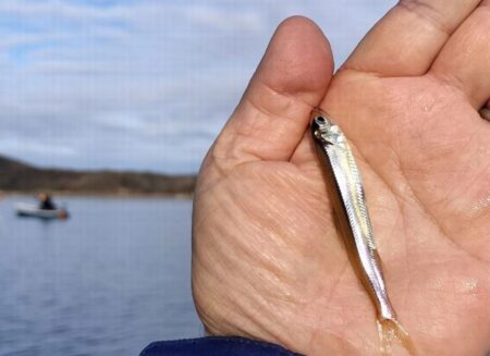 ワカサギ釣り！（貸ボート）