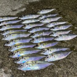 姫路離島でアジング｜豆三昧で楽しめなかった