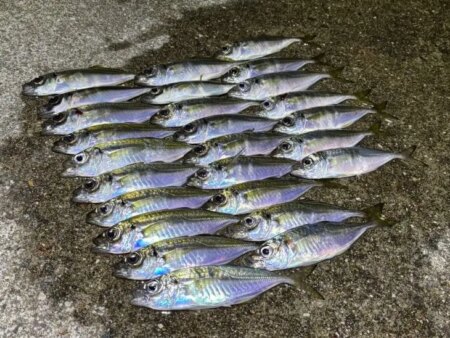 姫路離島でアジング｜豆三昧で楽しめなかった…