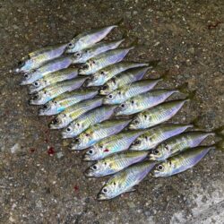 無限豆アジング