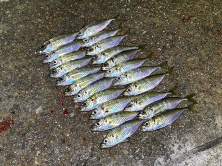 無限豆アジング