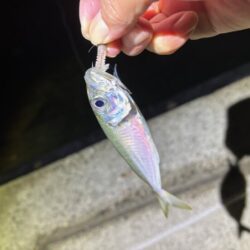 淡路でフロートアジングやってみたけど