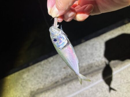 淡路でフロートアジングやってみたけど