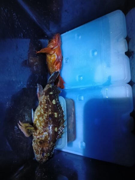 夕暮れ〜穴釣りとフカセ釣り