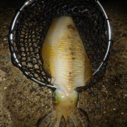 Teamゲッソー調査隊