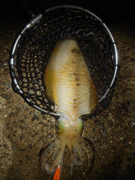 Teamゲッソー調査隊