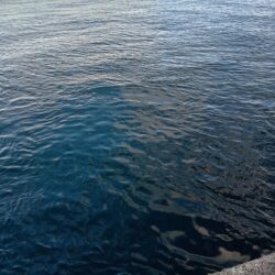 胴付きで高級魚アイナメ