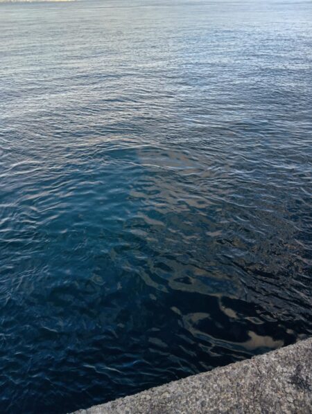 胴付きで高級魚アイナメ