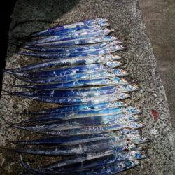 尺アジとタチウオ