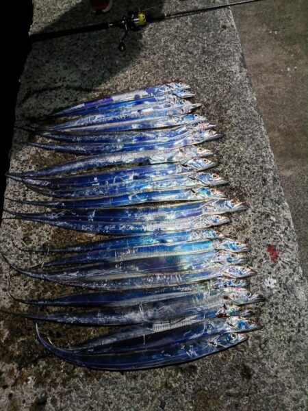 尺アジとタチウオ