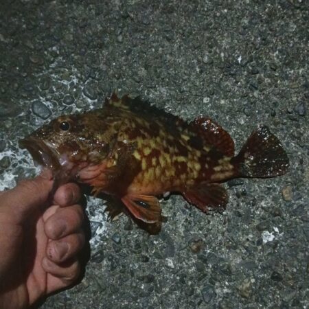 ガシラだけ、、、