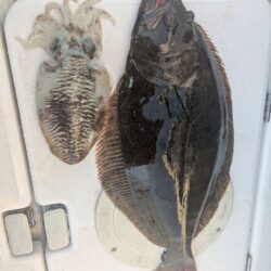 ヒラメ&コウイカ