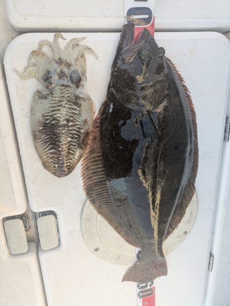 ヒラメ&コウイカ