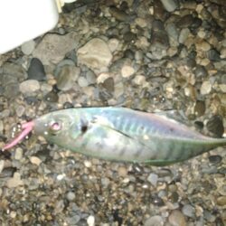 (尺アジ)フロートゲ~ム