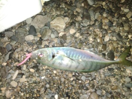 (尺アジ)フロートゲ~ム