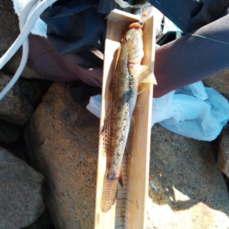 マハゼ〜サイズ更新