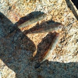 マハゼ〜まだ釣れるが…