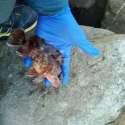 アコウ　釣り納め