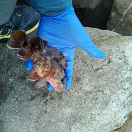 アコウ　釣り納め