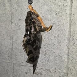 釣り納めで尺メバル