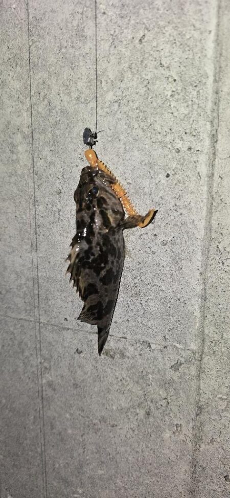 釣り納めで尺メバル