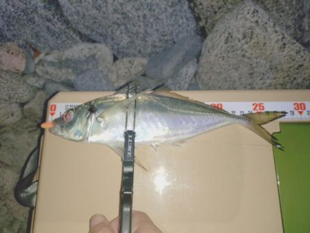 シブい日は粘り釣行