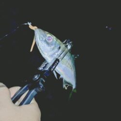 ２週間ぶりの淡路島🎣