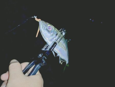 ２週間ぶりの淡路島🎣