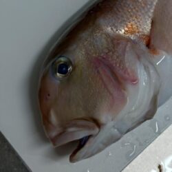 釣り納めアマダイ!!