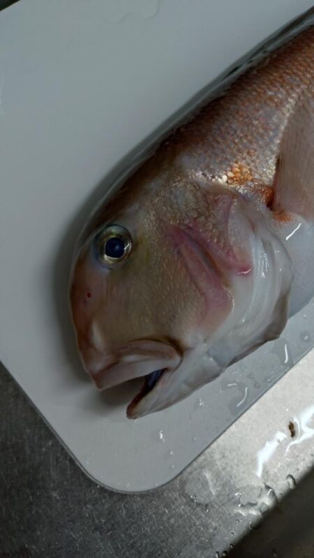 釣り納めアマダイ!!