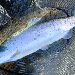 中型連発！ ～天竜川ルアーフライテンカラ専…