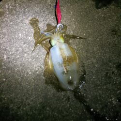 とりあえずアオリ12回目