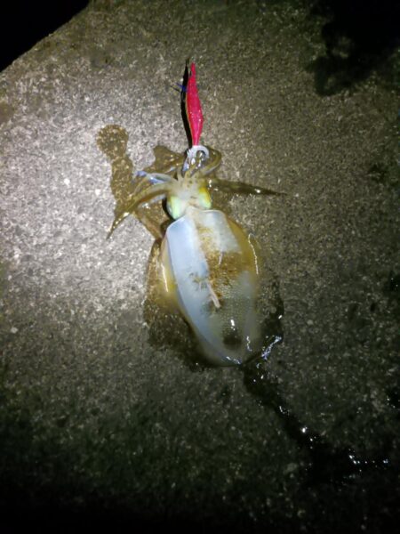 とりあえずアオリ12回目