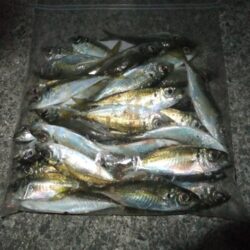 小アジ好調キープ