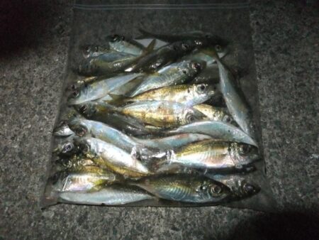 小アジ好調キープ