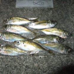 小アジそろそろ終盤？