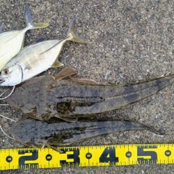 マゴチ、メッキ、ソゲ