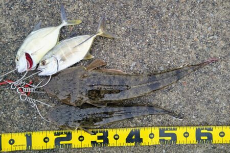 マゴチ、メッキ、ソゲ