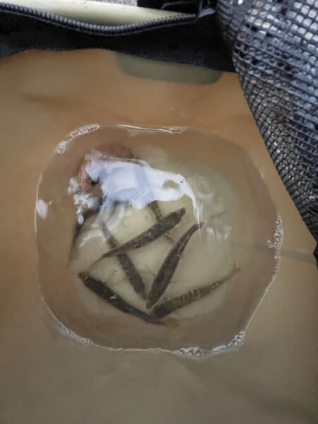 投げ釣り失敗!サビキもギリギリ